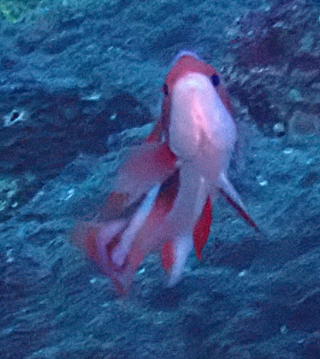 Click to View Townsends Anthias<br><span style='font-size:12px'><i>Dave & Rose</i></span>