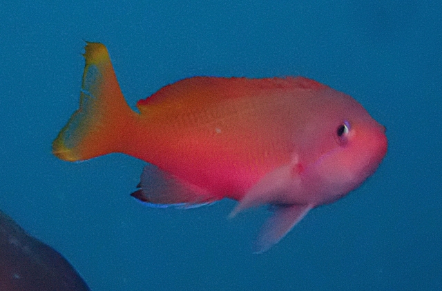 Click to View Townsend's Anthias<br><span style='font-size:12px'><i>Dave & Rose</i></span>