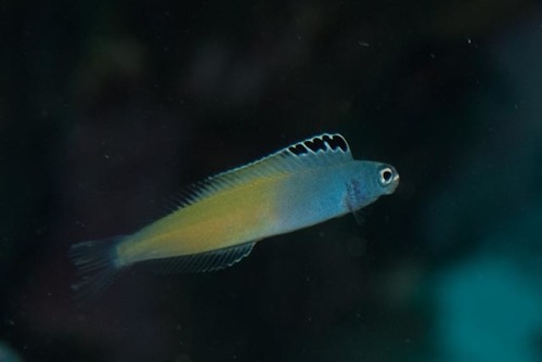 Click to View Townsend's Fangblenny<br><span style='font-size:12px'><i>iNaturalist</i></span>