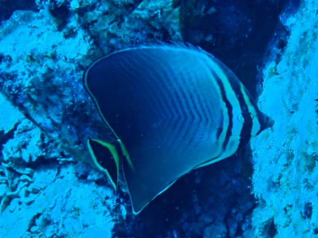 Click to View Triangular Butterflyfish<br><span style='font-size:12px'><i>Dave & Rose</i></span>
