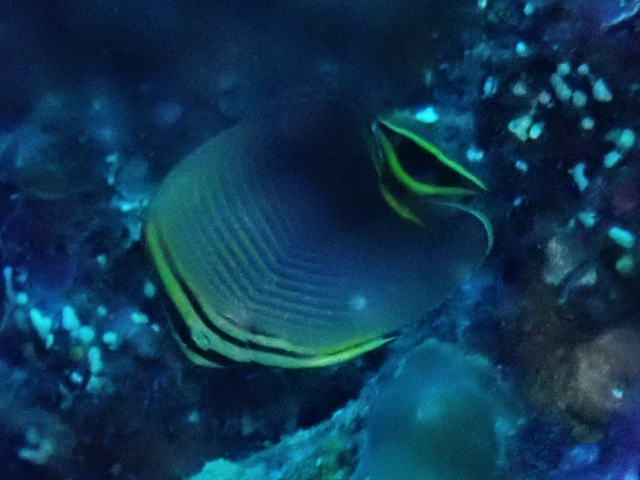 Click to View Triangular Butterflyfish<br><span style='font-size:12px'><i>Dave & Rose</i></span>