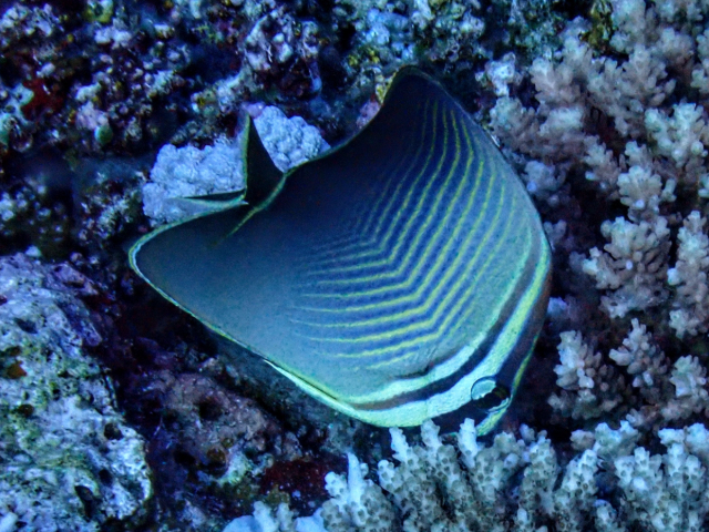 Triangular Butterflyfish<br><span style='font-size:12px'><i>Dave & Rose</i></span>