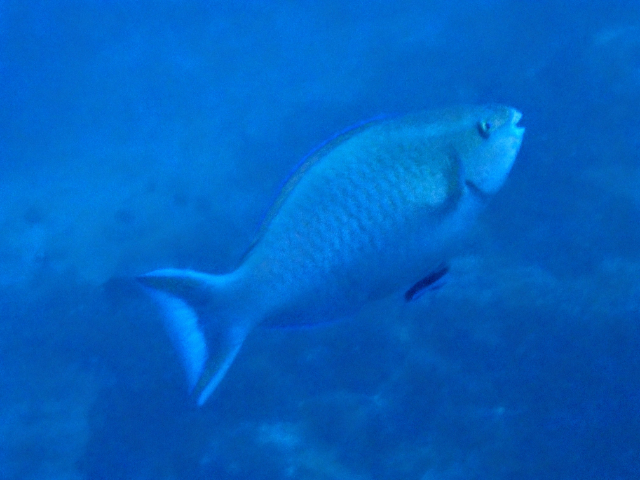 Click to View Tricolour Parrotfish<br><span style='font-size:12px'><i>Dave & Rose</i></span>