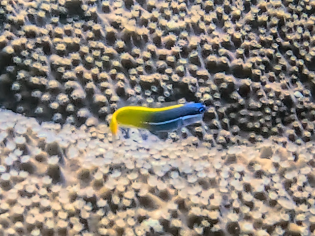 Tricolor Coralblenny<br><span style='font-size:12px'><i>Dave & Rose</i></span>