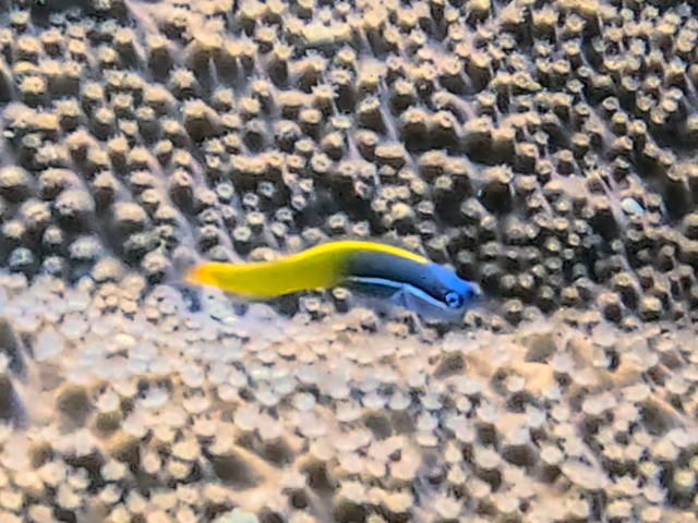 Tricolor Coralblenny<br><span style='font-size:12px'><i>Dave & Rose</i></span>