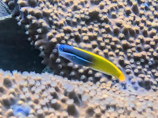Tricolor Coralblenny<br><span style='font-size:12px'><i>Dave & Rose</i></span>