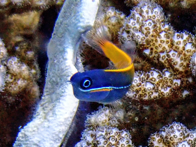 Tricolor Coralblenny<br><span style='font-size:12px'><i>Dave & Rose</i>&nbsp&nbspPhilippines&nbsp&nbsp2nd May 2026</span>