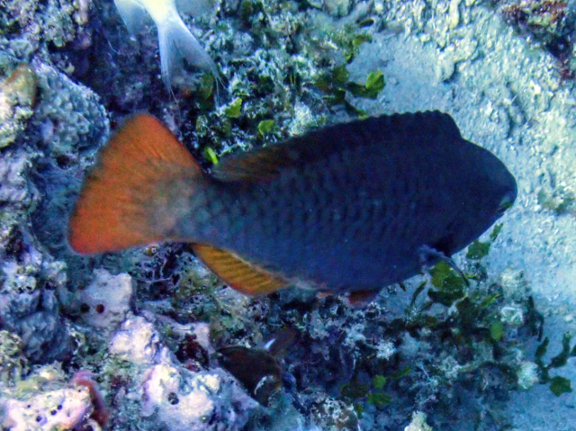 Click to View Tricolour Parrotfish<br><span style='font-size:12px'><i>Dave & Rose</i></span>