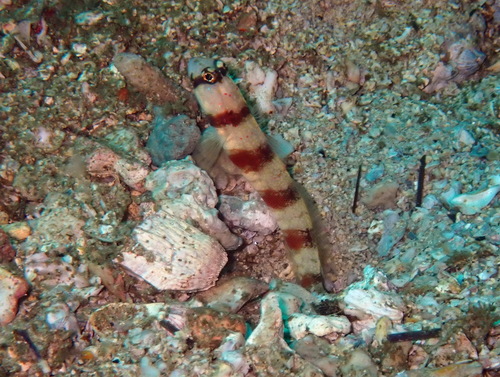 Click to View Triplespot Shrimpgoby<br><span style='font-size:12px'><i>iNaturalist</i></span>