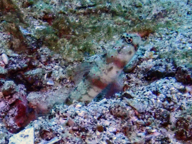Triplespot Shrimpgoby<br><span style='font-size:12px'><i>Dave & Rose</i></span>