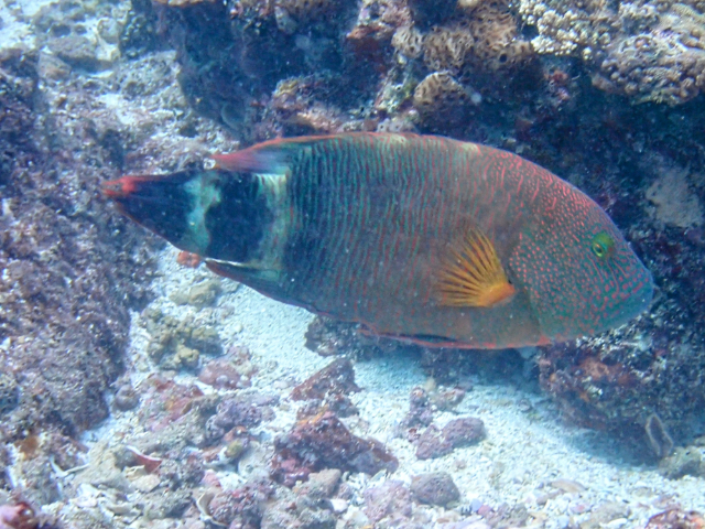 Click to View Tripletail Maori Wrasse<br><span style='font-size:12px'><i>Dave & Rose</i></span>