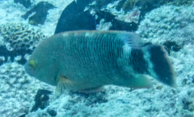 Click to View Tripletail Maori Wrasse<br><span style='font-size:12px'><i>Dave & Rose</i></span>