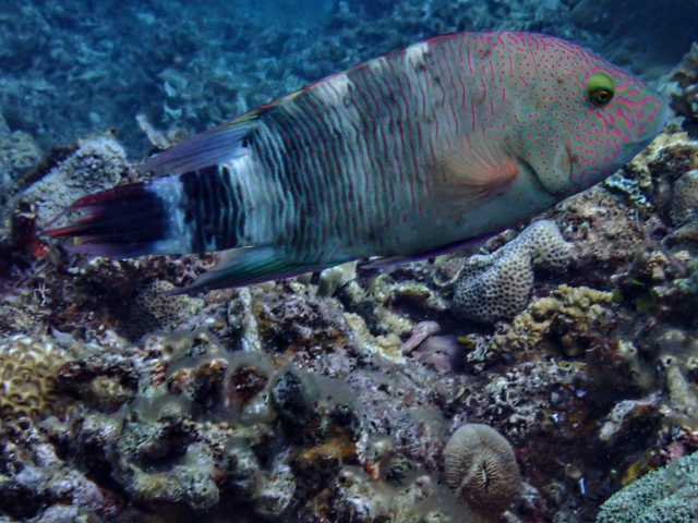 Tripletail Maori Wrasse<br><span style='font-size:12px'><i>Dave & Rose</i>&nbsp&nbspPhilippines&nbsp&nbsp2nd May 2026</span>