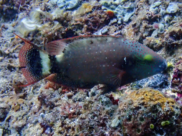 Click to View Tripletail Maori Wrasse<br><span style='font-size:12px'><i>Dave & Rose</i></span>