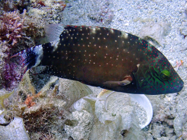 Click to View Tripletail Maori Wrasse<br><span style='font-size:12px'><i>Dave & Rose</i></span>