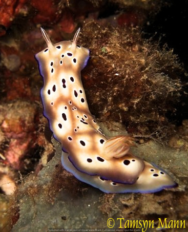 Click to View Tryon's Hypselodoris<br><span style='font-size:12px'><i>Dave & Rose</i></span>