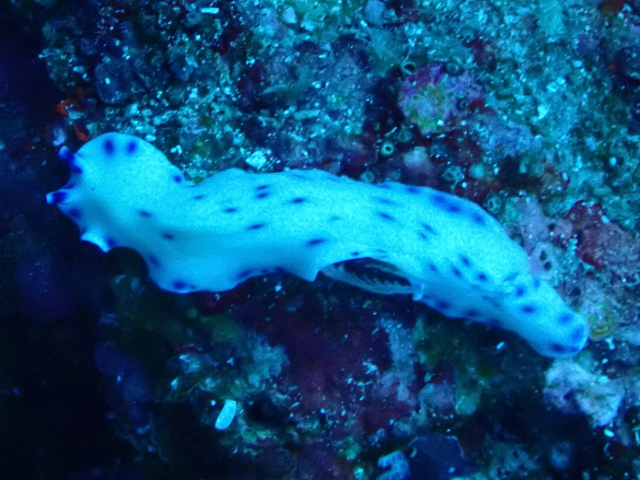 Click to View Tryon's Hypselodoris<br><span style='font-size:12px'><i>Dave & Rose</i></span>