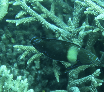 Click to View Tubelip Wrasse<br><span style='font-size:12px'><i>iNaturalist</i></span>