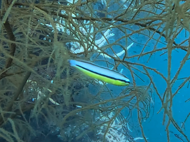 Twin Fangblenny<br><span style='font-size:12px'><i>Dave & Rose</i>&nbsp&nbspPhilippines&nbsp&nbsp26th Apr 2026</span>