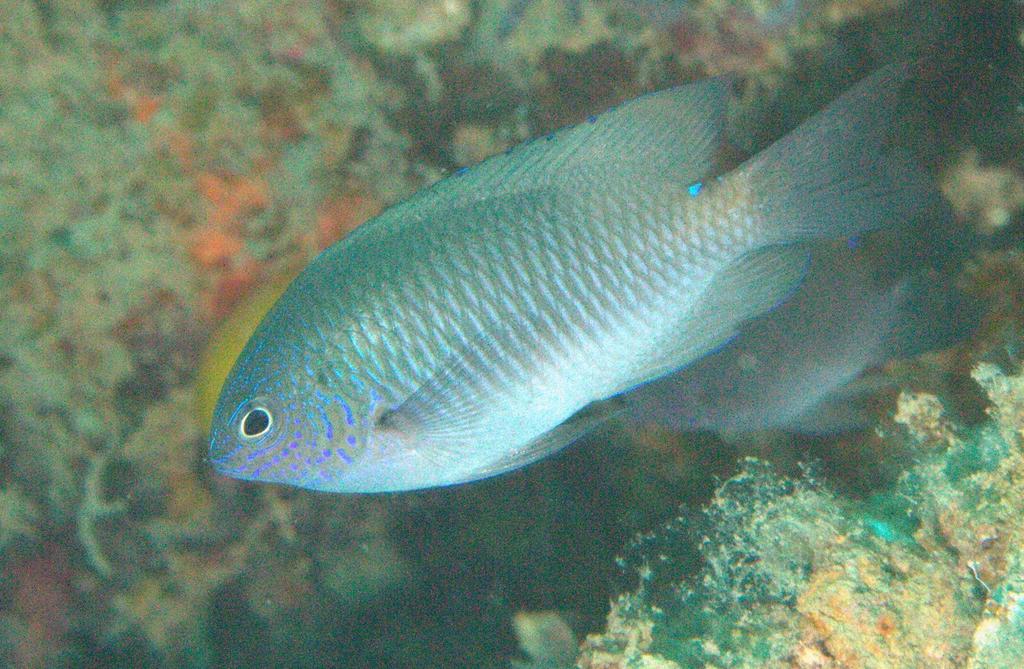 Twinspot Damsel<br><span style='font-size:12px'><i>iNaturalist</i>&nbsp&nbsp&nbsp&nbsp</span>