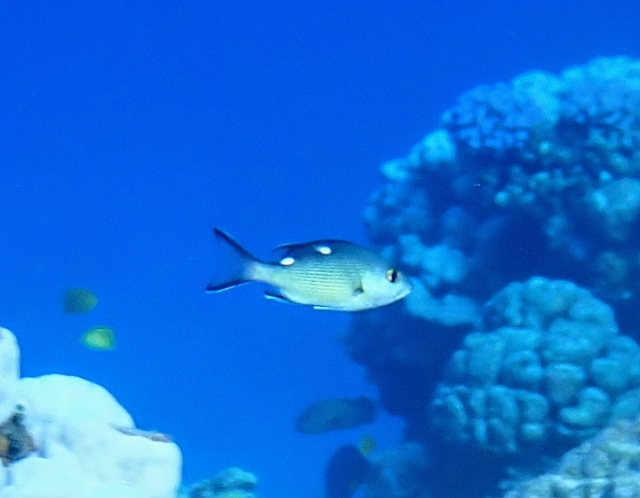 Click to View Twinspot Snapper - juvenile<br><span style='font-size:12px'><i>Dave & Rose</i></span>