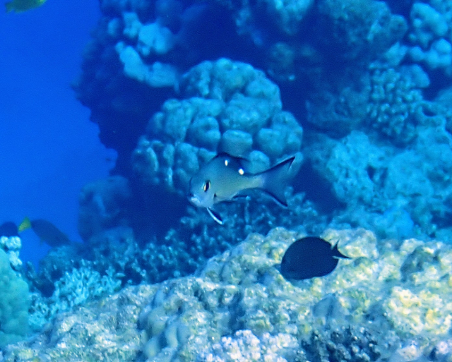 Click to View Twinspot Snapper - juvenile<br><span style='font-size:12px'><i>Dave & Rose</i></span>