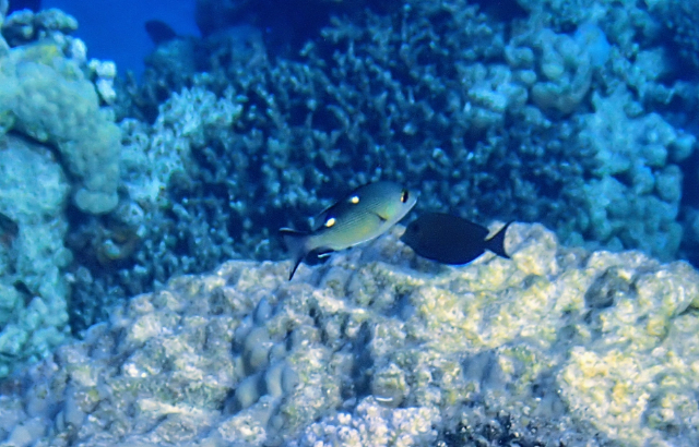 Click to View Twinspot Snapper - juvenile<br><span style='font-size:12px'><i>Dave & Rose</i></span>