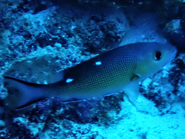 Click to View Twinspot Snapper<br><span style='font-size:12px'><i>Dave & Rose</i></span>