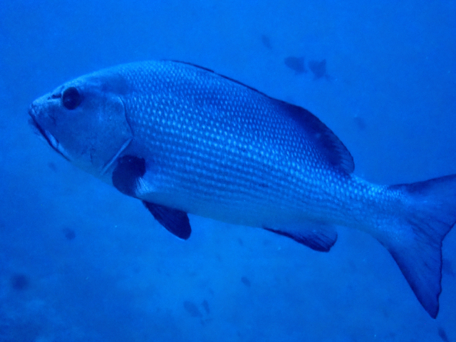 Twinspot Snapper<br><span style='font-size:12px'><i>Dave & Rose</i></span>