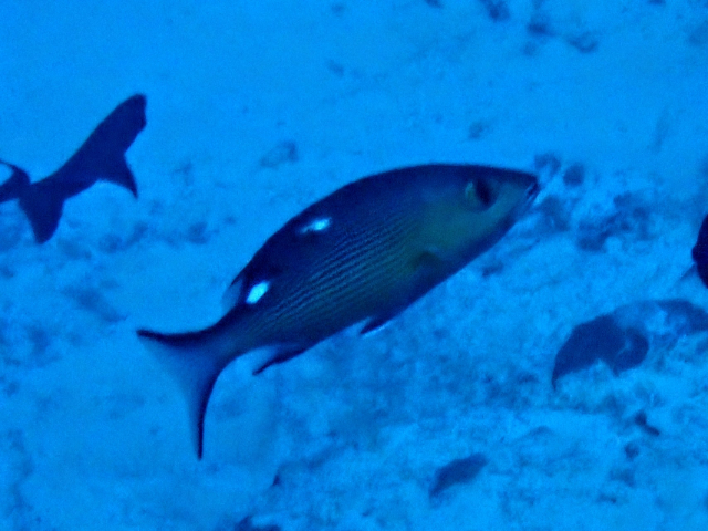 Twinspot Snapper - juvenile<br><span style='font-size:12px'><i>Dave & Rose</i></span>