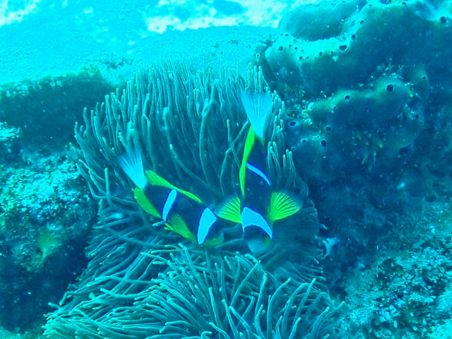 Click to View Twobar Anemonefish<br><span style='font-size:12px'><i>Dave & Rose</i></span>