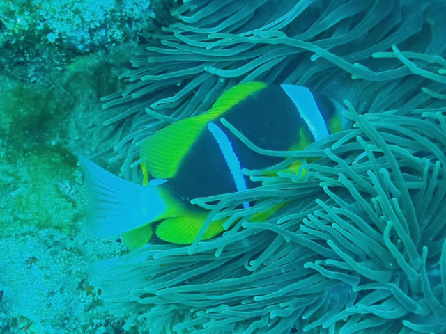 Click to View Twobar Anemonefish<br><span style='font-size:12px'><i>Dave & Rose</i></span>