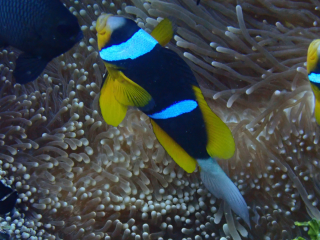 Click to View Twobar Anemonefish<br><span style='font-size:12px'><i>Dave & Rose</i></span>