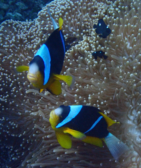 Click to View Twobar Anemonefish<br><span style='font-size:12px'><i>Dave & Rose</i></span>