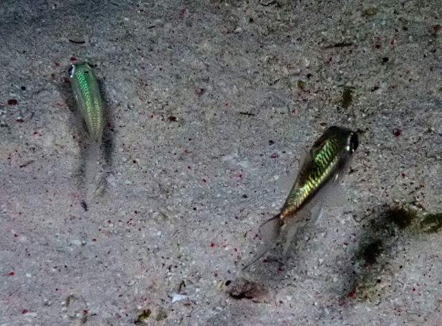 Click to View Two-lined cardinalfish<br><span style='font-size:12px'><i>Dave & Rose</i></span>