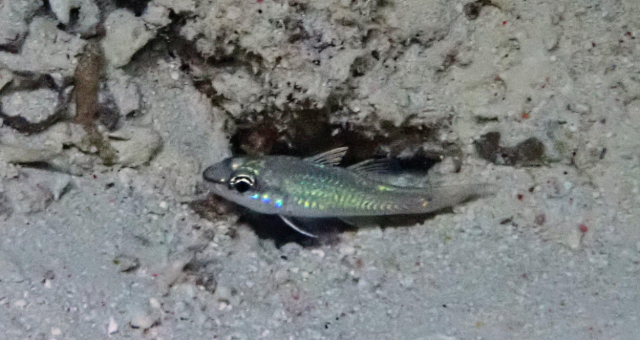 Click to View Two-lined cardinalfish<br><span style='font-size:12px'><i>Dave & Rose</i></span>