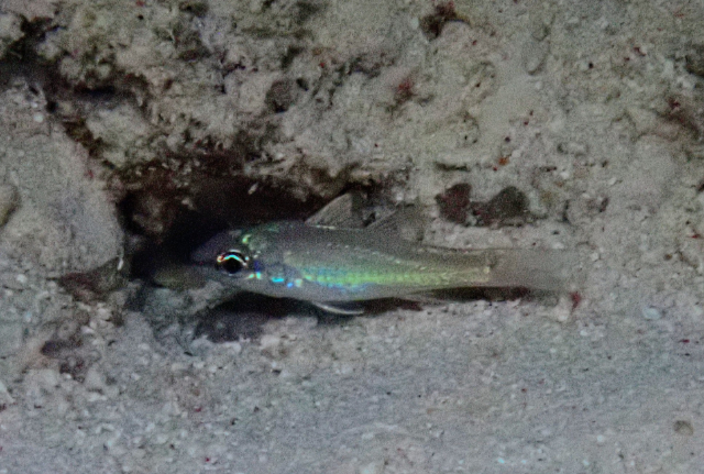 Click to View Two-lined cardinalfish<br><span style='font-size:12px'><i>Dave & Rose</i></span>