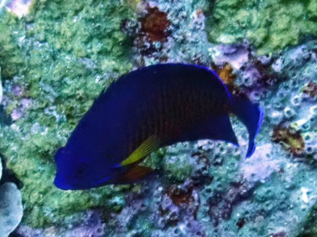 Click to View Twospined Angelfish<br><span style='font-size:12px'><i>Dave & Rose</i></span>