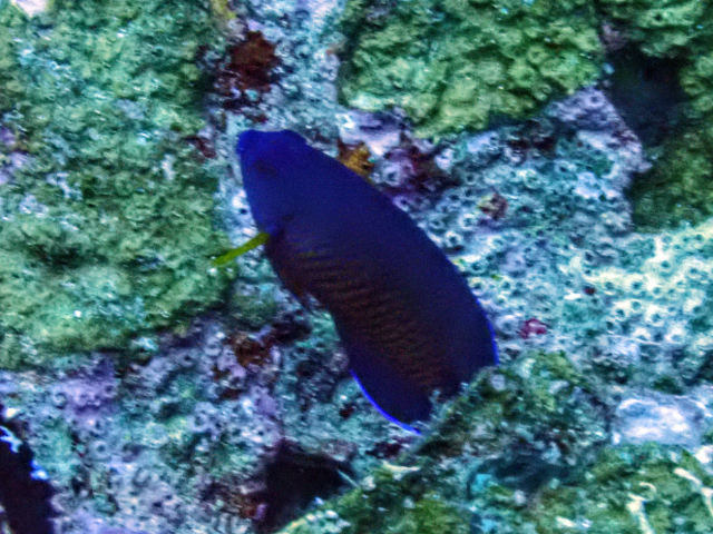 Click to View Twospined Angelfish<br><span style='font-size:12px'><i>Dave & Rose</i></span>