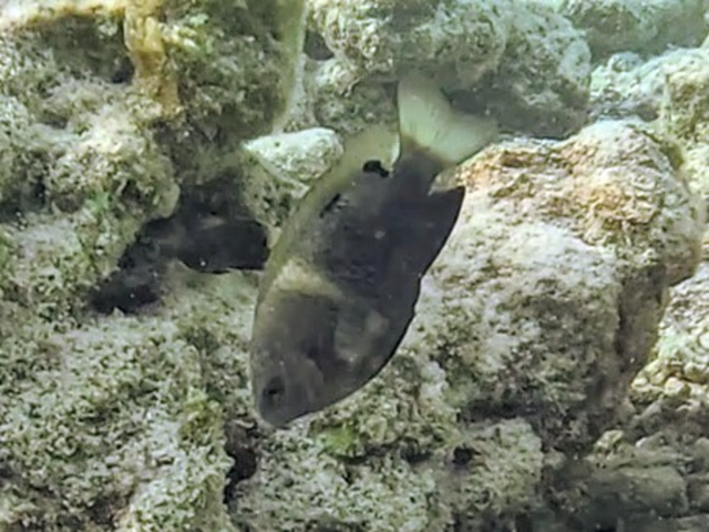 Twospot Demoiselle<br><span style='font-size:12px'><i>Dave & Rose</i>&nbsp&nbspMaldives&nbsp&nbsp12th Jan 2026</span>