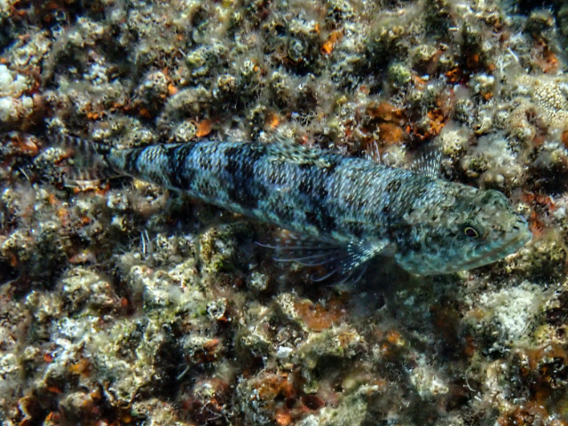 Twospot Lizardfish<br><span style='font-size:12px'><i>Dave & Rose</i>&nbsp&nbspPhilippines&nbsp&nbsp26th Apr 2026</span>