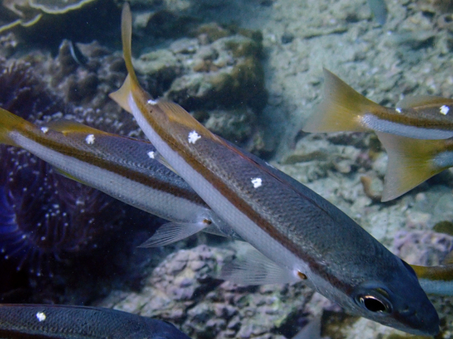 Click to View Twospot Snapper<br><span style='font-size:12px'><i>Dave & Rose</i></span>