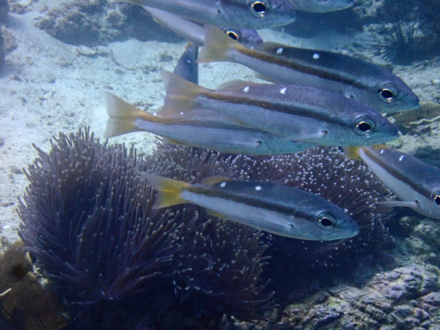 Click to View Twospot Snapper<br><span style='font-size:12px'><i>Dave & Rose</i></span>