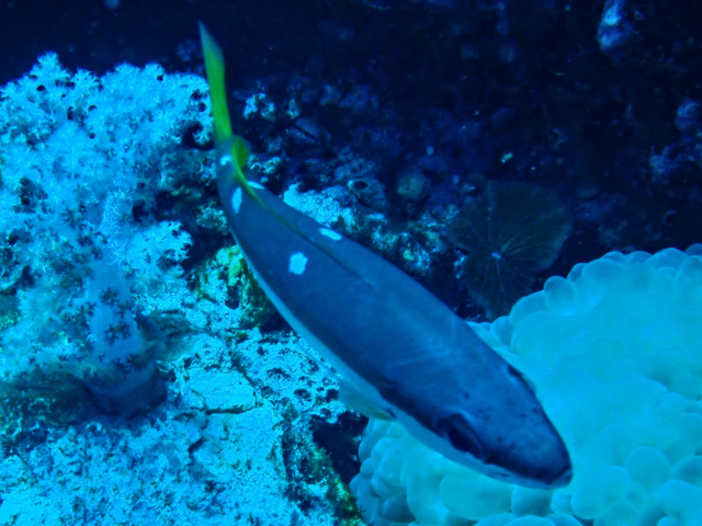 Click to View Twospot Snapper<br><span style='font-size:12px'><i>Dave & Rose</i></span>