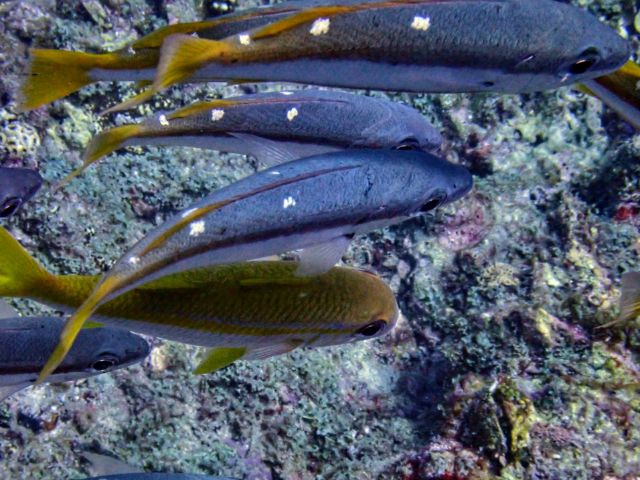 Click to View Twospot Snapper<br><span style='font-size:12px'><i>Dave & Rose</i></span>