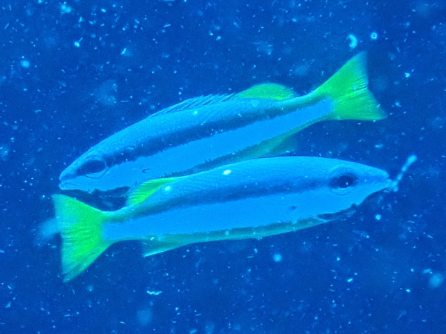 Click to View Twospot Snapper<br><span style='font-size:12px'><i>Dave & Rose</i></span>