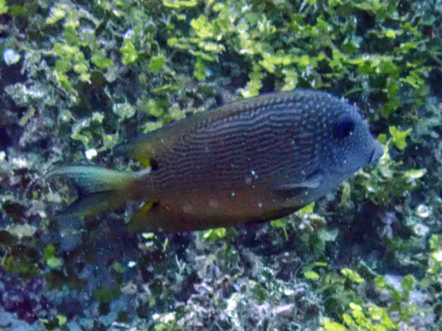 Click to View Twospot Bristletooth<br><span style='font-size:12px'><i>Dave & Rose</i></span>