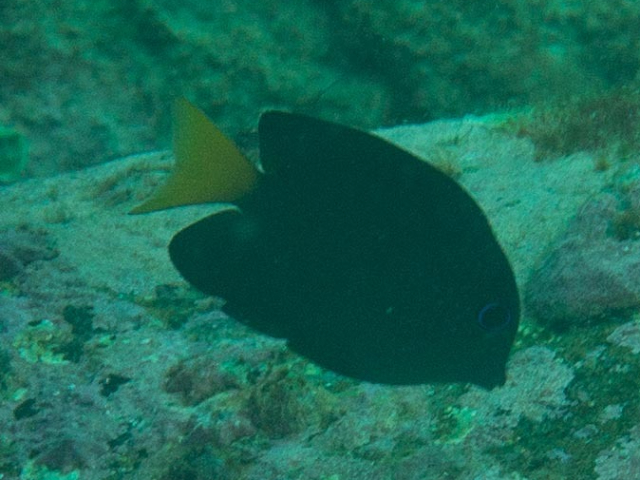 Click to View Twospot Bristletooth - juvenile<br><span style='font-size:12px'><i>iNaturalist</i></span>