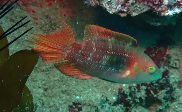 Click to View Twospot Wrasse<br><span style='font-size:12px'><i>Dave & Rose</i></span>