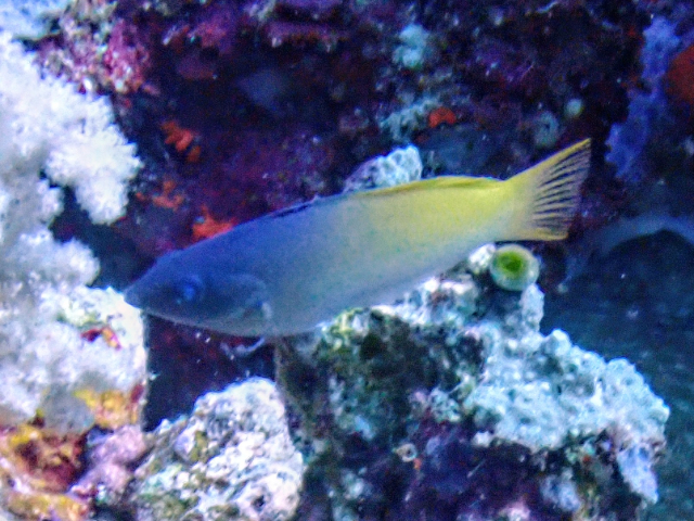 Twotone Wrasse Twotone Wrasse<br><span style='font-size:12px'><i>Dave & Rose</i>  Philippines  29th Apr 2026</span>
